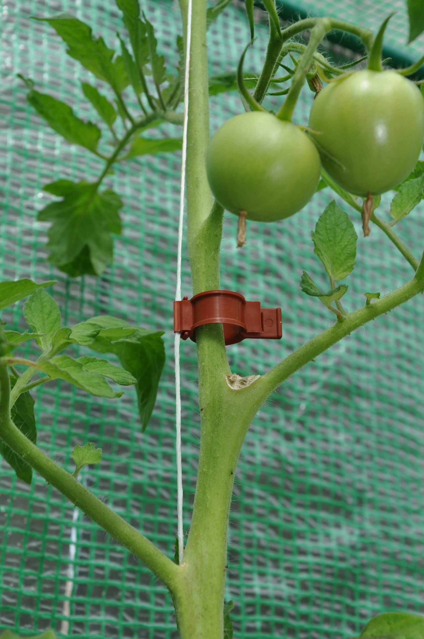 Royal Well Tomaten Clips 20 stuks - Afbeelding 1